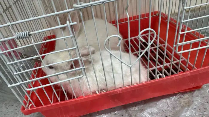 صغار ارنب للبيع 2