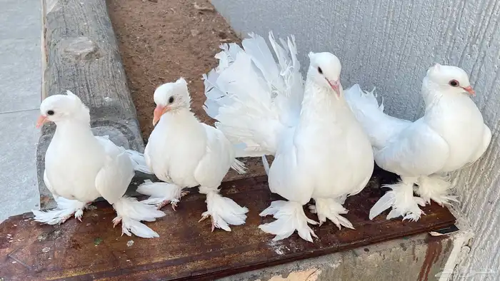 حمام رقاص منتج 1