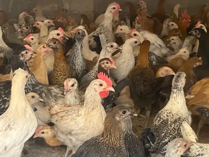 دجاج للبيع العدد 2000 وفقاسات عدد 2 9
