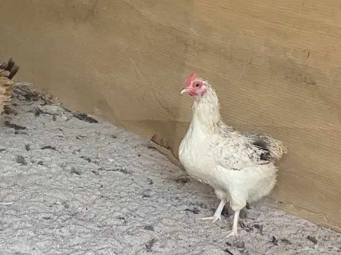 دجاج للبيع العدد 2000 وفقاسات عدد 2 24