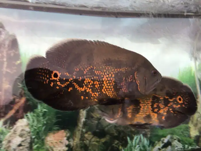 اوسكار للبيع 8