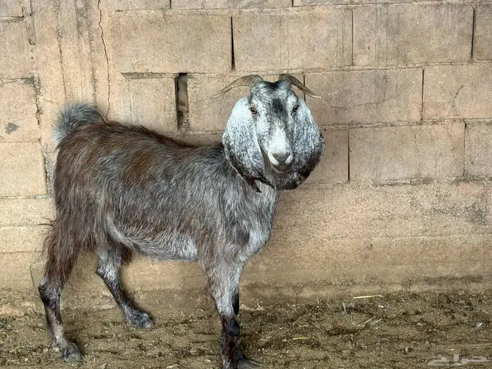 عنز مشروكه 2