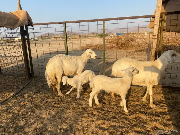 ضان خلفات 12