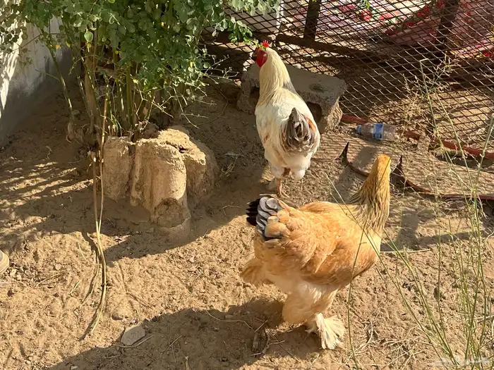دجاج للبيع ديك ودجاجه براهما حجم ماشاءالله صحه ماشاءالله 3