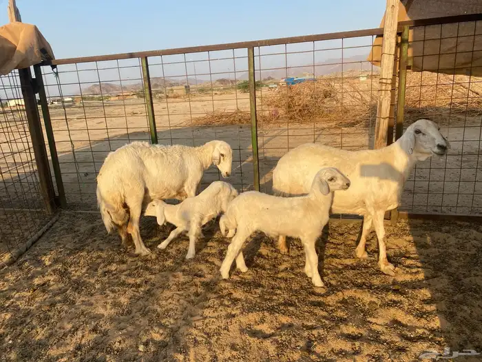 ضان خلفات 15