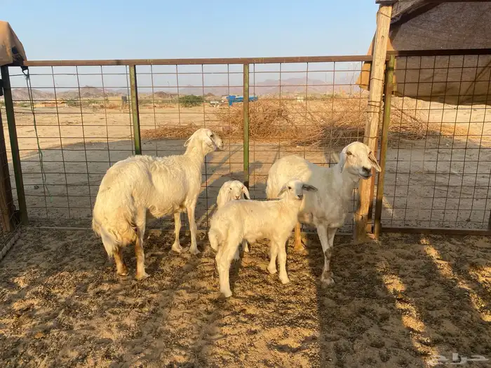 ضان خلفات 11