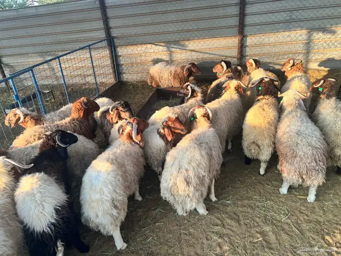 خرفان الطائف سواكن مستورد و تيوس 0