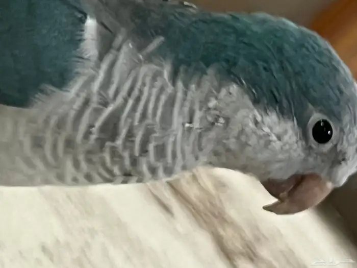 جوز بغبغاء كويكر للبيع الأنثى والفه الذكر يبي له شوي شبه و 1