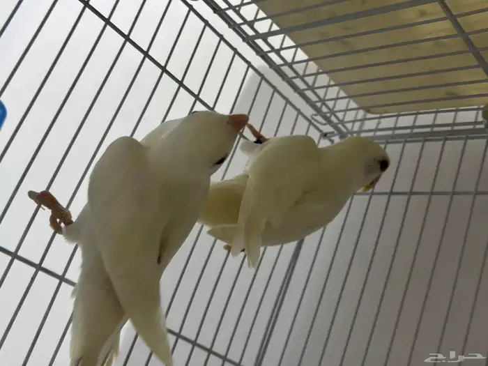 جوز روز البينو 7