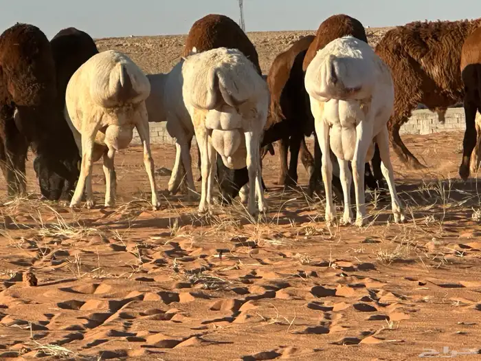 سواكن مرابي عمر 4 شهور 20