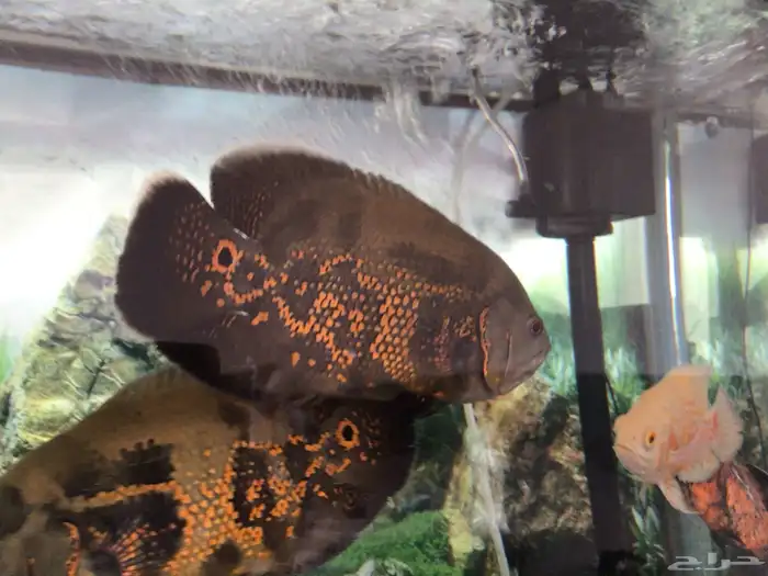 اوسكار للبيع 7