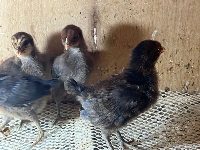 صوص فيومي ذهبي ( الامهات فيومي ذهبي والآب فرنسي احمر ) 1