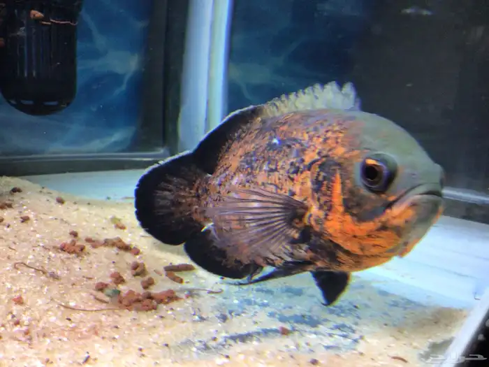 اوسكار للبيع 3