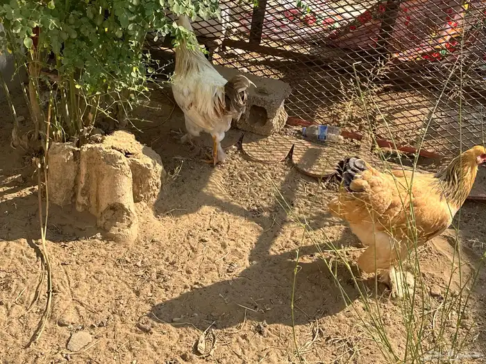 دجاج للبيع ديك ودجاجه براهما حجم ماشاءالله صحه ماشاءالله 1