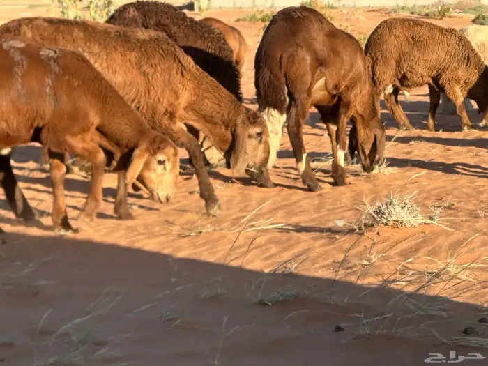 سواكن مرابي عمر 4 شهور 53