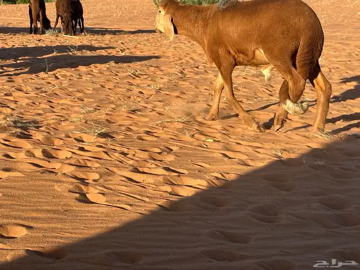 سواكن مرآبي تنصفط كلهن جذعان 24