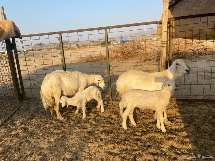 ضان خلفات 16