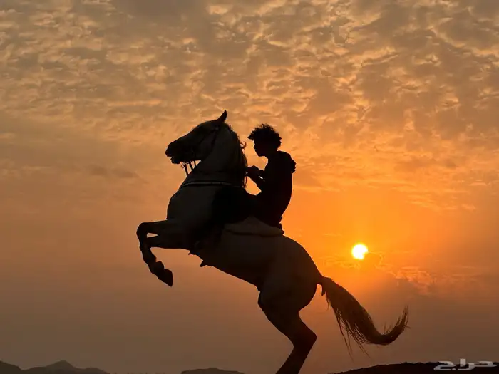 حصان فريزيان  مصري 0