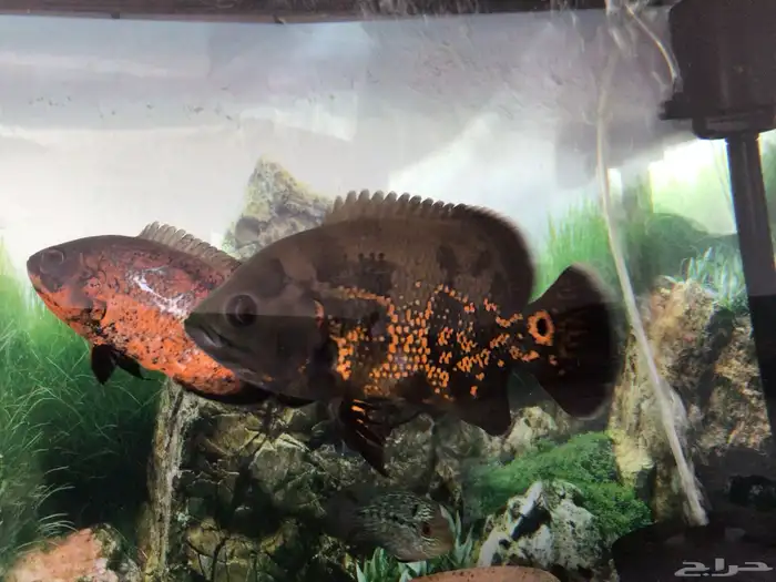 اوسكار للبيع 4