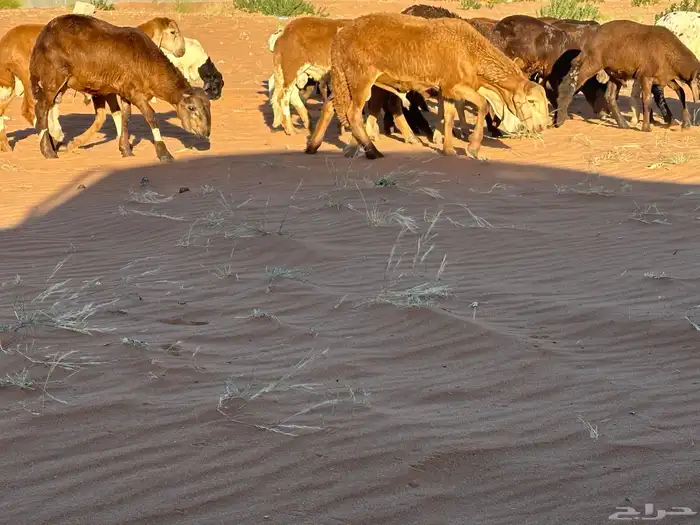 سواكن مرآبي تنصفط كلهن جذعان 72