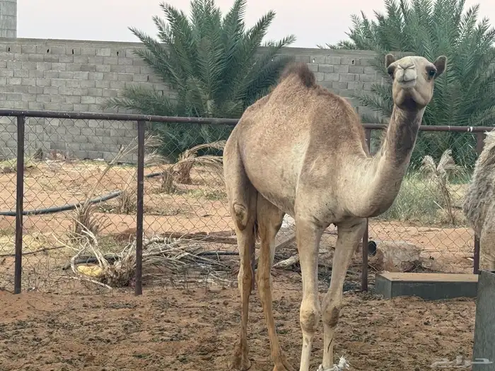 قعدان حقايق للبيع ذبح او قني 0