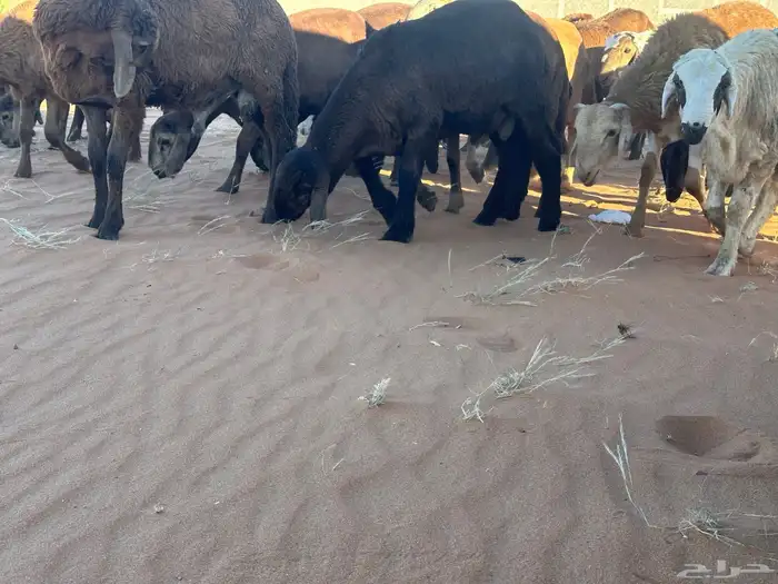 سواكن مرابي عمر 4 شهور 40