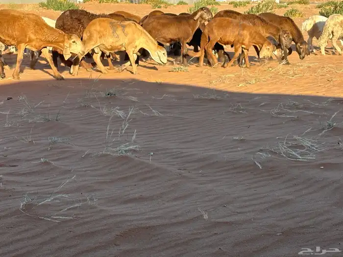 سواكن مرابي عمر 4 شهور 61