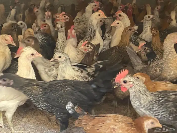 دجاج للبيع العدد 2000 وفقاسات عدد 2 7