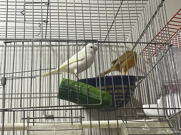 كناري سوري اناثي جاهزات حجم ونظافة يبون الذكر 0