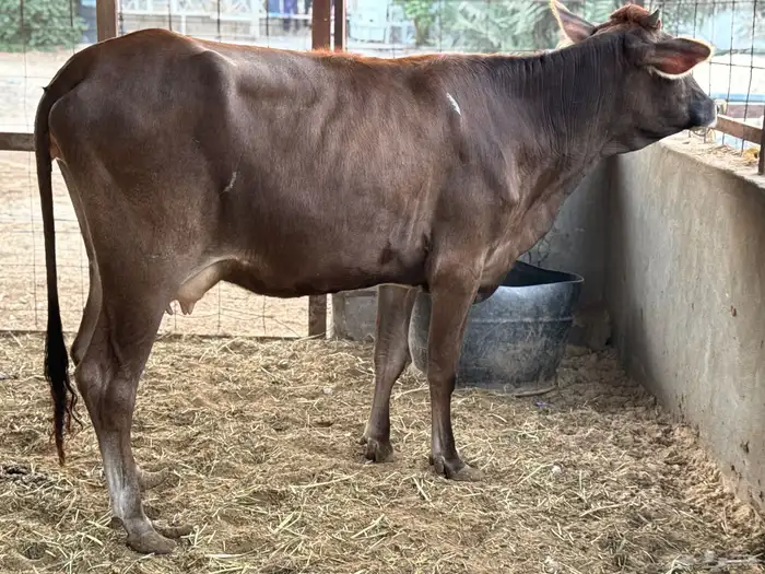 بقرتين طيبات بالحيل ابكيار 1