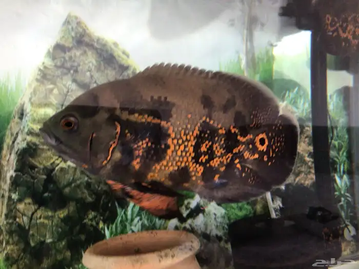 اوسكار للبيع 5