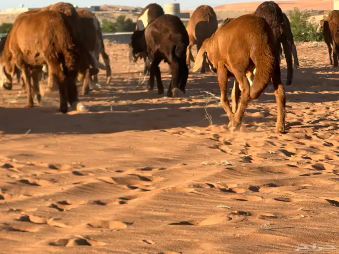 سواكن مرآبي تنصفط كلهن جذعان 7