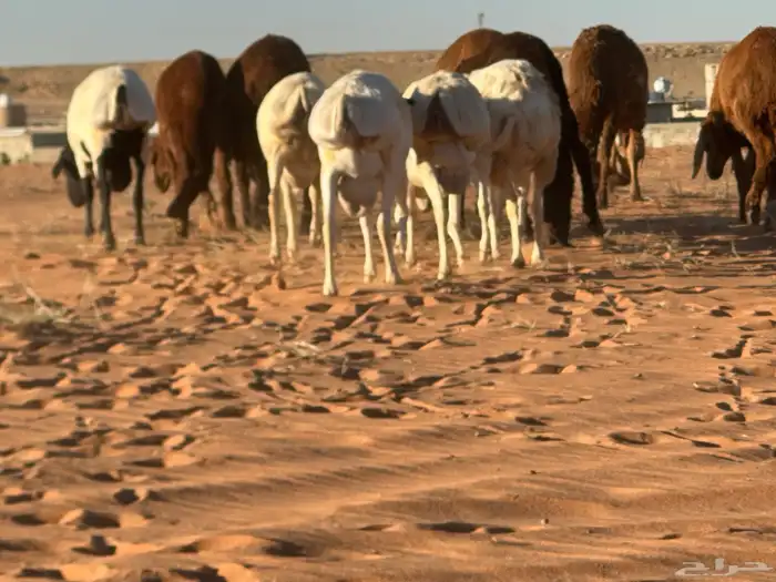 سواكن مرابي عمر 4 شهور 21