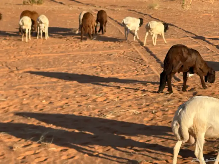 سواكن مرابي عمر 4 شهور 44