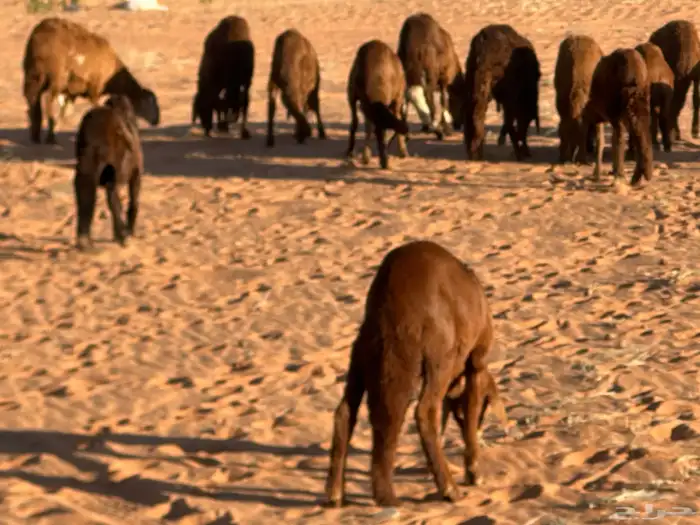 سواكن مرابي عمر 4 شهور 38