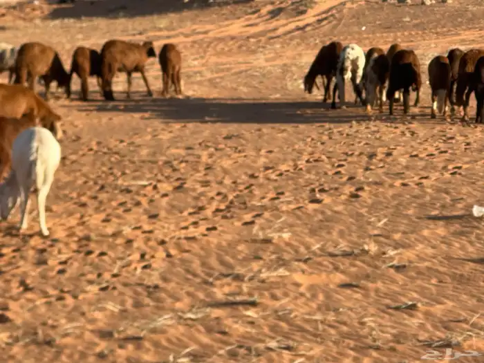 سواكن مرابي عمر 4 شهور 41