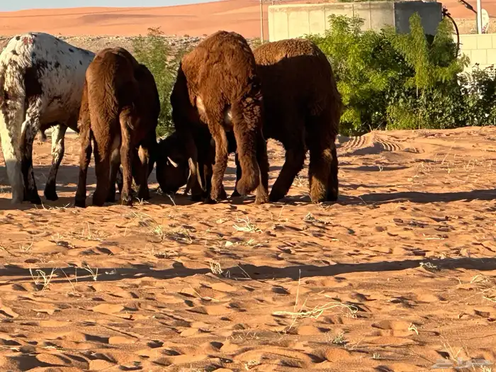 سواكن مرابي عمر 4 شهور 18