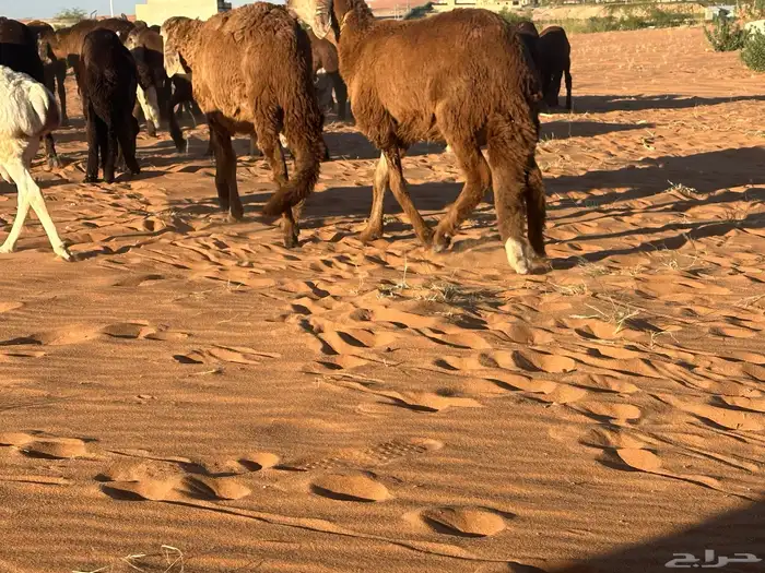 سواكن مرابي عمر 4 شهور 25