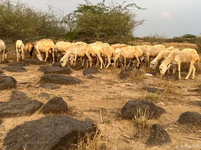 اعرض لكم ضان العدد 40 تحتها 20 وباقي الضان قرايب 0
