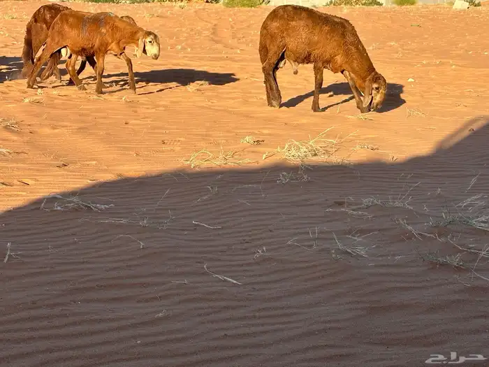 سواكن مرابي عمر 4 شهور 55