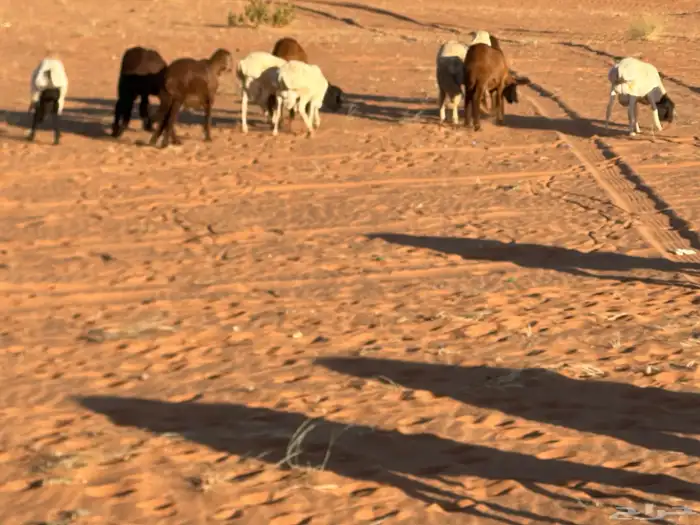 سواكن مرآبي تنصفط كلهن جذعان 48