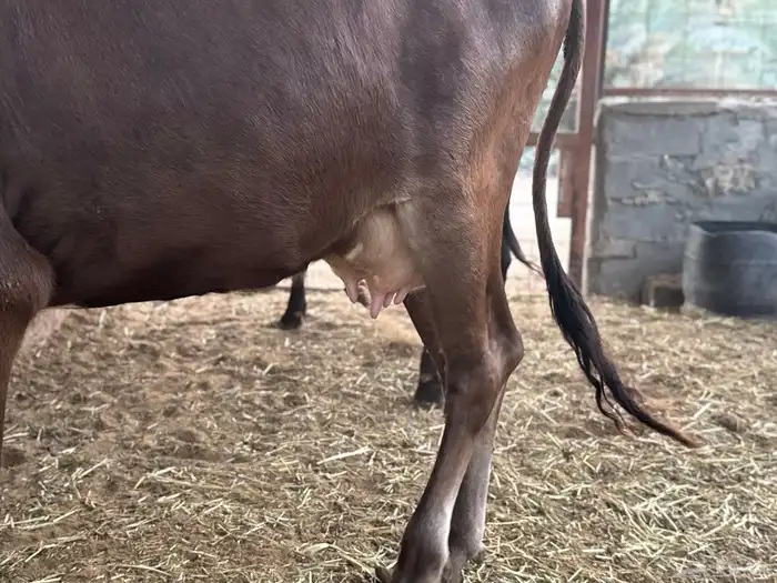 بقرتين طيبات بالحيل ابكيار 6