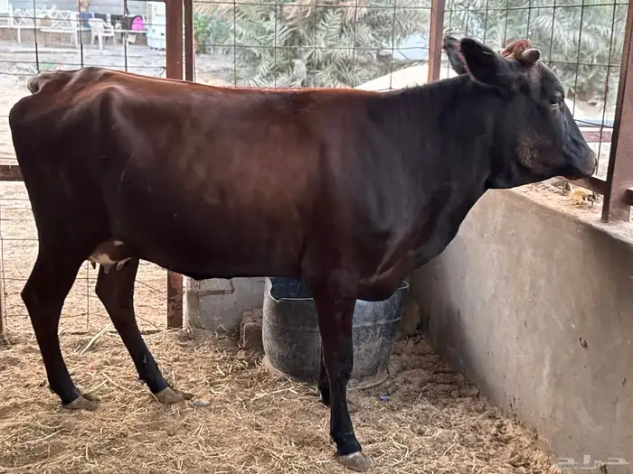 بقرتين طيبات بالحيل ابكيار 3