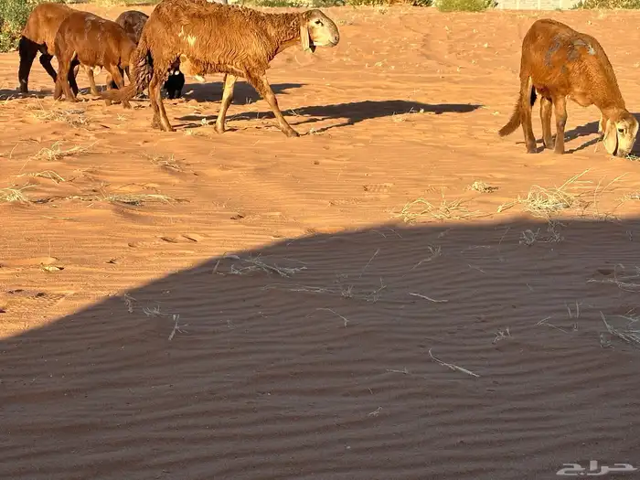 سواكن مرابي عمر 4 شهور 57