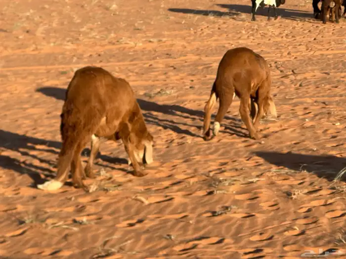 سواكن مرابي عمر 4 شهور 43