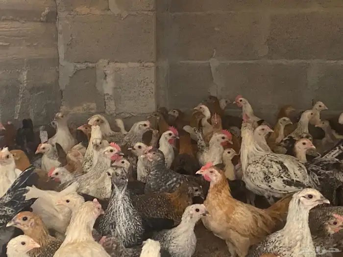 دجاج للبيع العدد 2000 وفقاسات عدد 2 15