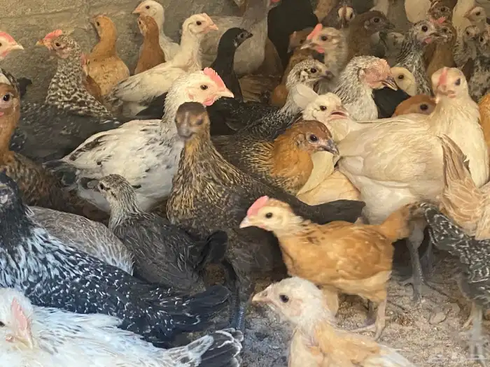 دجاج للبيع العدد 2000 وفقاسات عدد 2 10