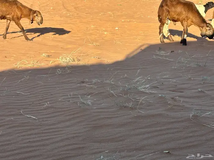 سواكن مرآبي تنصفط كلهن جذعان 64