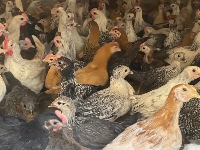 دجاج للبيع العدد 2000 وفقاسات عدد 2 8