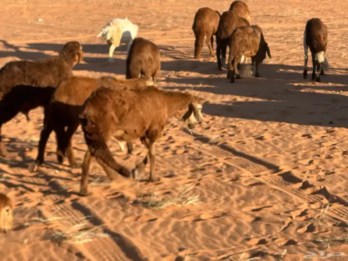 سواكن مرابي عمر 4 شهور 45